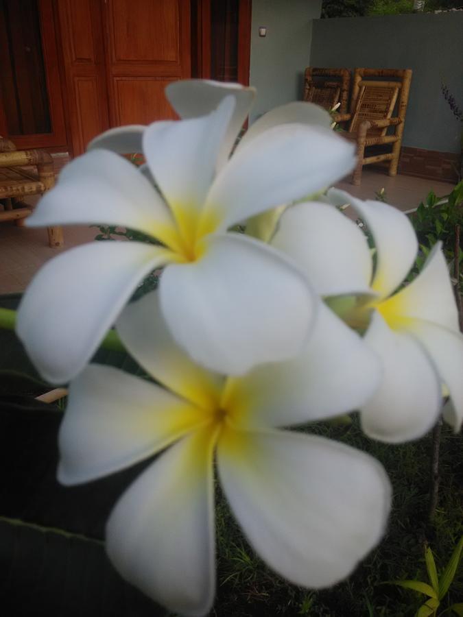 Dinoyin Bungalows Gili Meno Extérieur photo